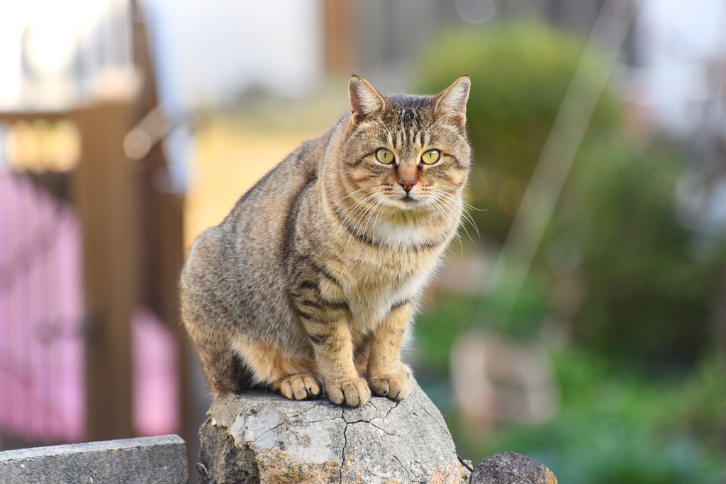 : Nagasaki cat