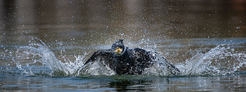 Splashing Cormorant ©  kuhnmi