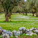 Olive grove near Santa Cesarea Terme