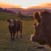 Kühe bei Sonnenuntergang