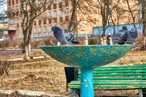 Birds in an abandoned fountain. ©  Dmitriy Protsenko