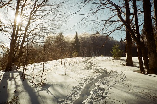 snow forest ©  Mykyta Nikiforov
