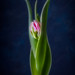 Trident Tulip