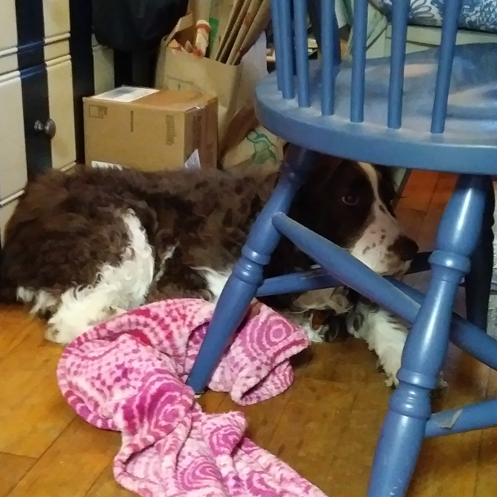 : Laika using chair as head rest