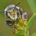 Megachile bee