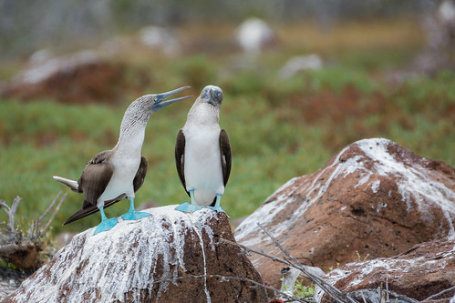 Blue-Footed Booby Couple ©  kuhnmi