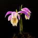 Orchid - Pleione Formosana