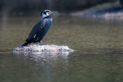 Cormorant in the Irchelpark ©  kuhnmi