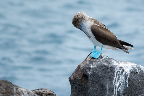 Blue-Footed Booby ©  kuhnmi