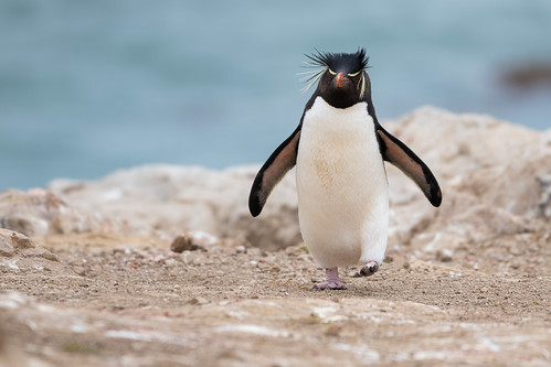Rockhopper Penguin ©  kuhnmi