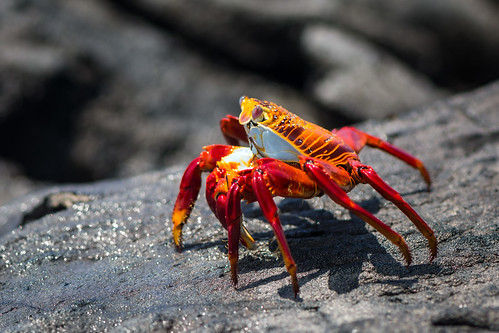 Sally Lightfoot Crab, Santa Cruz, Galapagos ©  kuhnmi