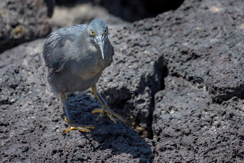 Lava Heron, Galapagos Islands ©  kuhnmi