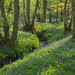 West Sussex Bluebell Wood and Stream