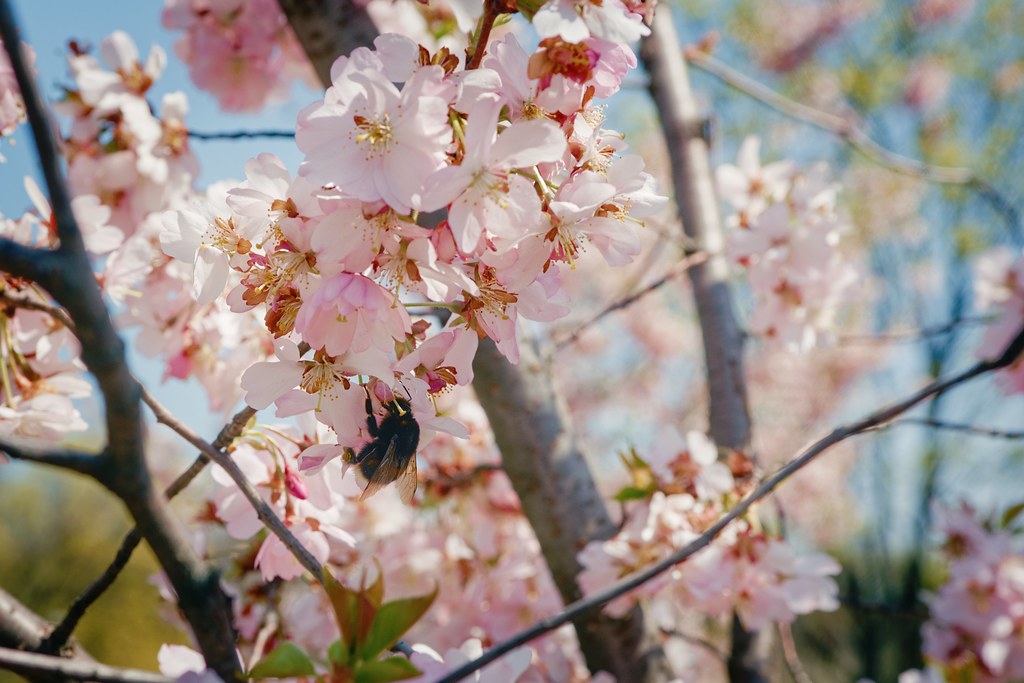 :    / Bumblebee in sakura