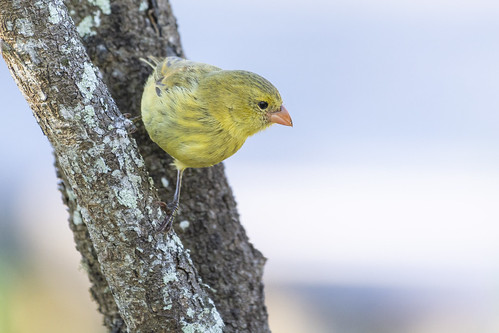 Small Bird on San Cristobal Island ©  kuhnmi