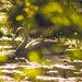 Such den Schwan im Tarbeker Moor durch das frische Grün hindurch | 19. April 2020 |