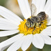Megachile bee leafcutter f