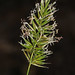 Sweet Vernal Grass - Anthoxanthum odoratum, Meadowood SRMA, Mason Neck, Virginia