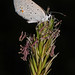 112/366 Eastern Tailed-blue - Cupido comyntas, Meadowood SRMA, Mason Neck, Virginia