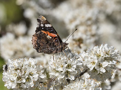 Red Admiral on Blackthorn blossom