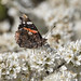 Red Admiral on Blackthorn blossom