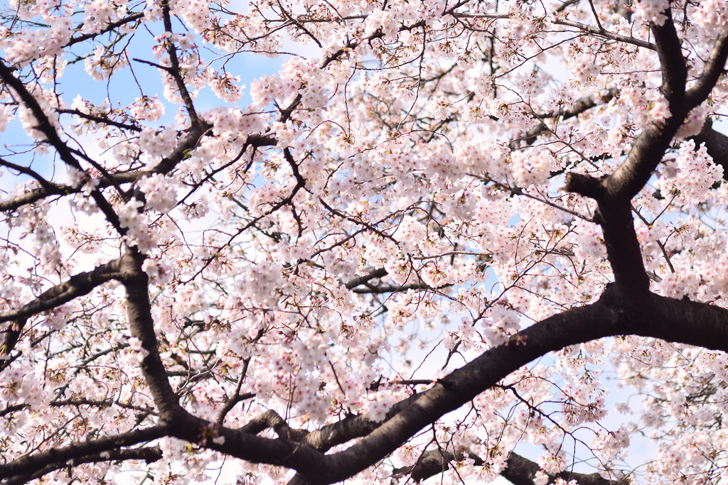 : Sakura blossoms