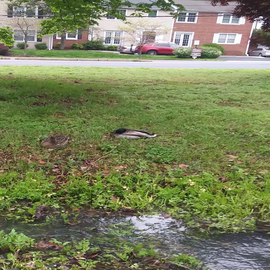 : Pair of ducks huddled along Lucky Run