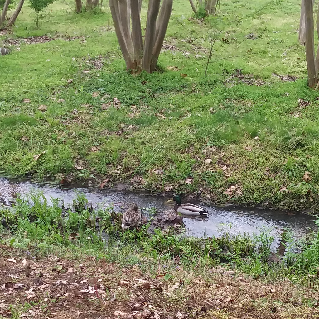 : Second pair of ducks along Lucky Run