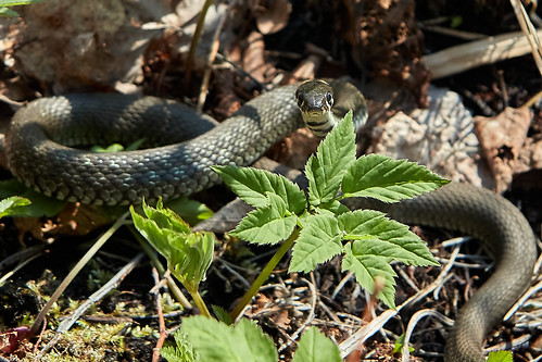 Snake in the swamp ©  Dmitriy Protsenko