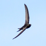 My First Swift, over my Garden, Southampton