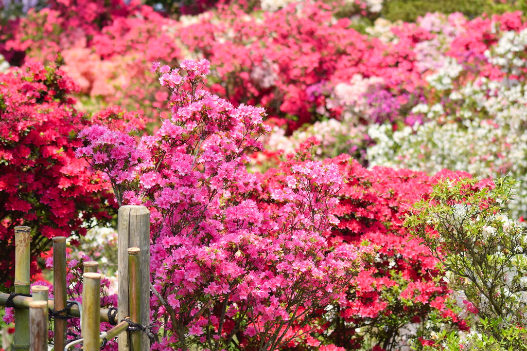 : Ashikaga flowers