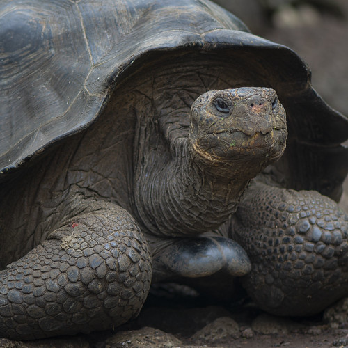 Galapagos Giant Tortoise ©  kuhnmi