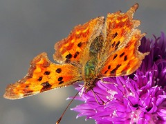 Comma Butterfly Feeding on a Chive Flower