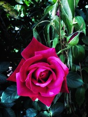 Stratford Ontario ~ Canada ~  Rose Flower ~ Shakespearean  Garden Botanical  ~ Heritage