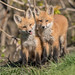 Renard roux / Red Fox [Vulpes vulpes]