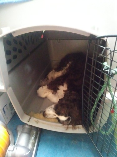 Laika relaxes in her grate from the ever-present COVID-19 owners ©  Michael Neubert