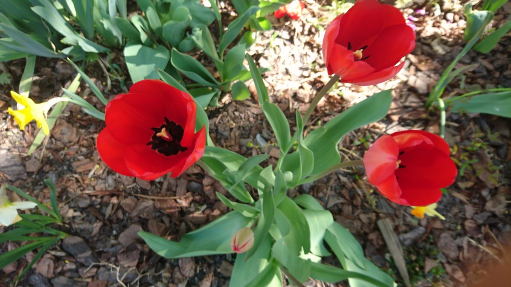 : Tulipes