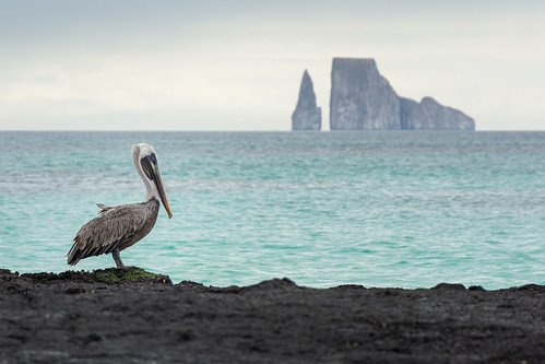 Pelican in Front of Kicker Rock ©  kuhnmi
