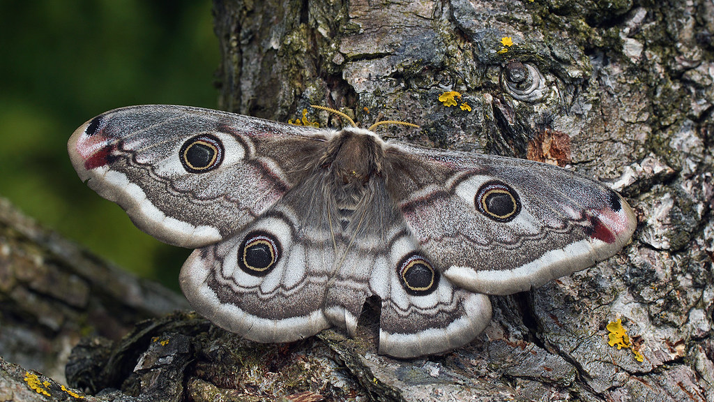 : Saturnia pavonia  - Emperor moth (female) -     ()