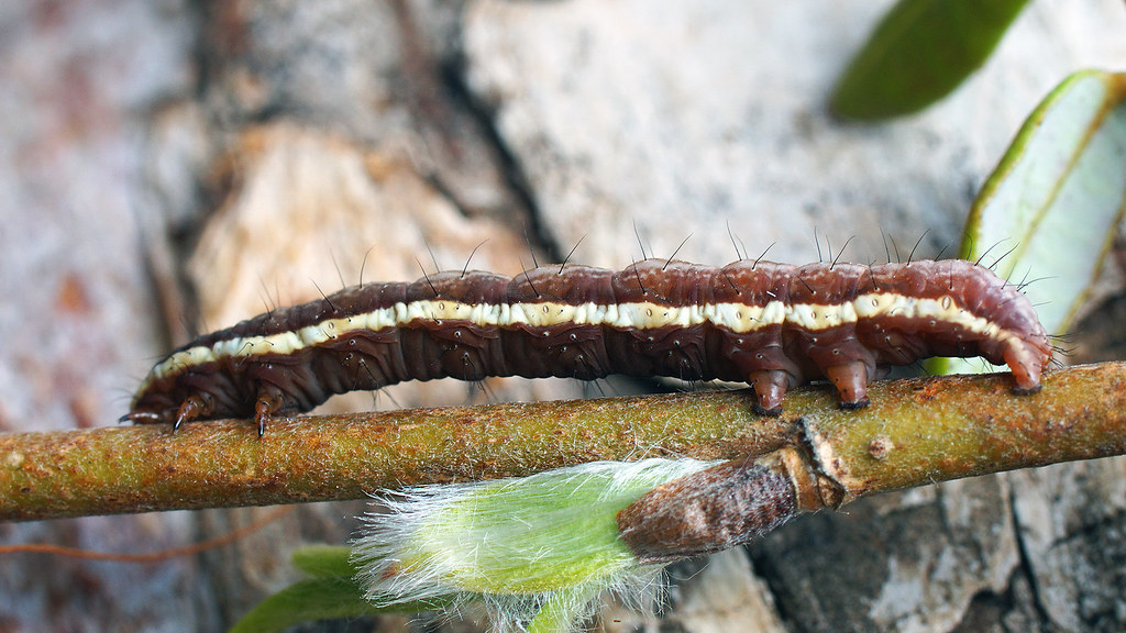 : Syngrapha microgamma (larva)