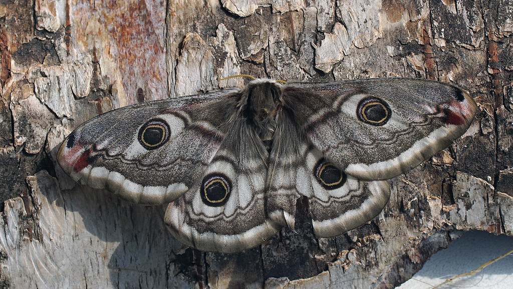 : Saturnia pavonia  - Emperor moth (female) -     ()
