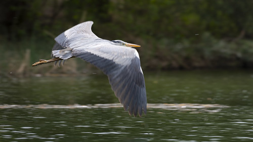 Grey Heron in Flight ©  kuhnmi