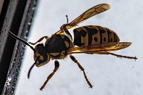 Wasp ©  Raymond Zoller