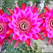 Serious Cactus Flowers