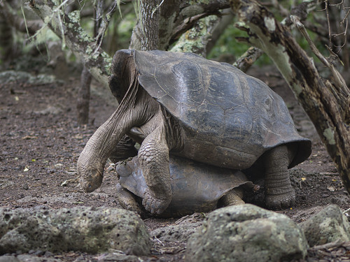 Galapagos Giant Tortoises Mating ©  kuhnmi