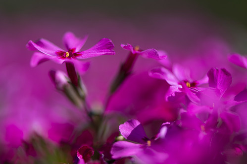 Pink Moss Phlox ©  kuhnmi