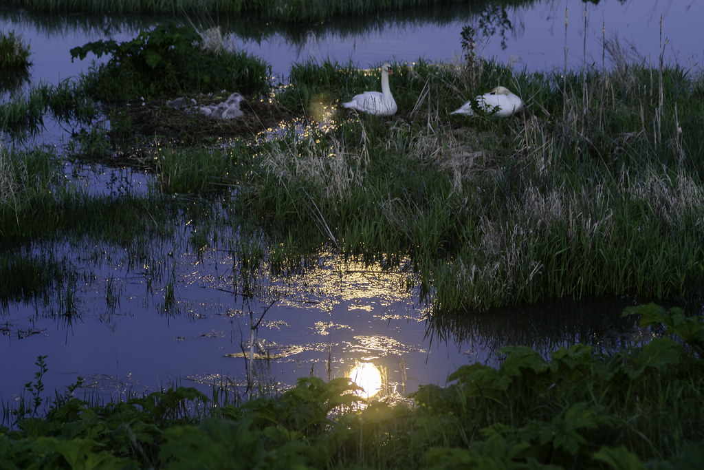 : Moon and swans