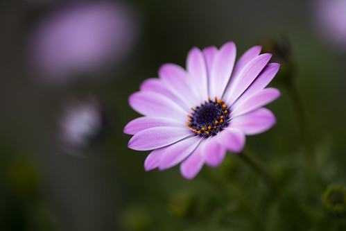 Violet flower ©  kuhnmi