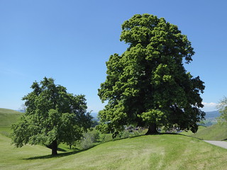Drumlins mit Lindenbäumen in Menzingen, Zug, Schweiz