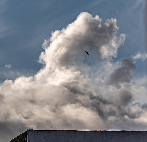 Morning clouds with bird ©  Raymond Zoller